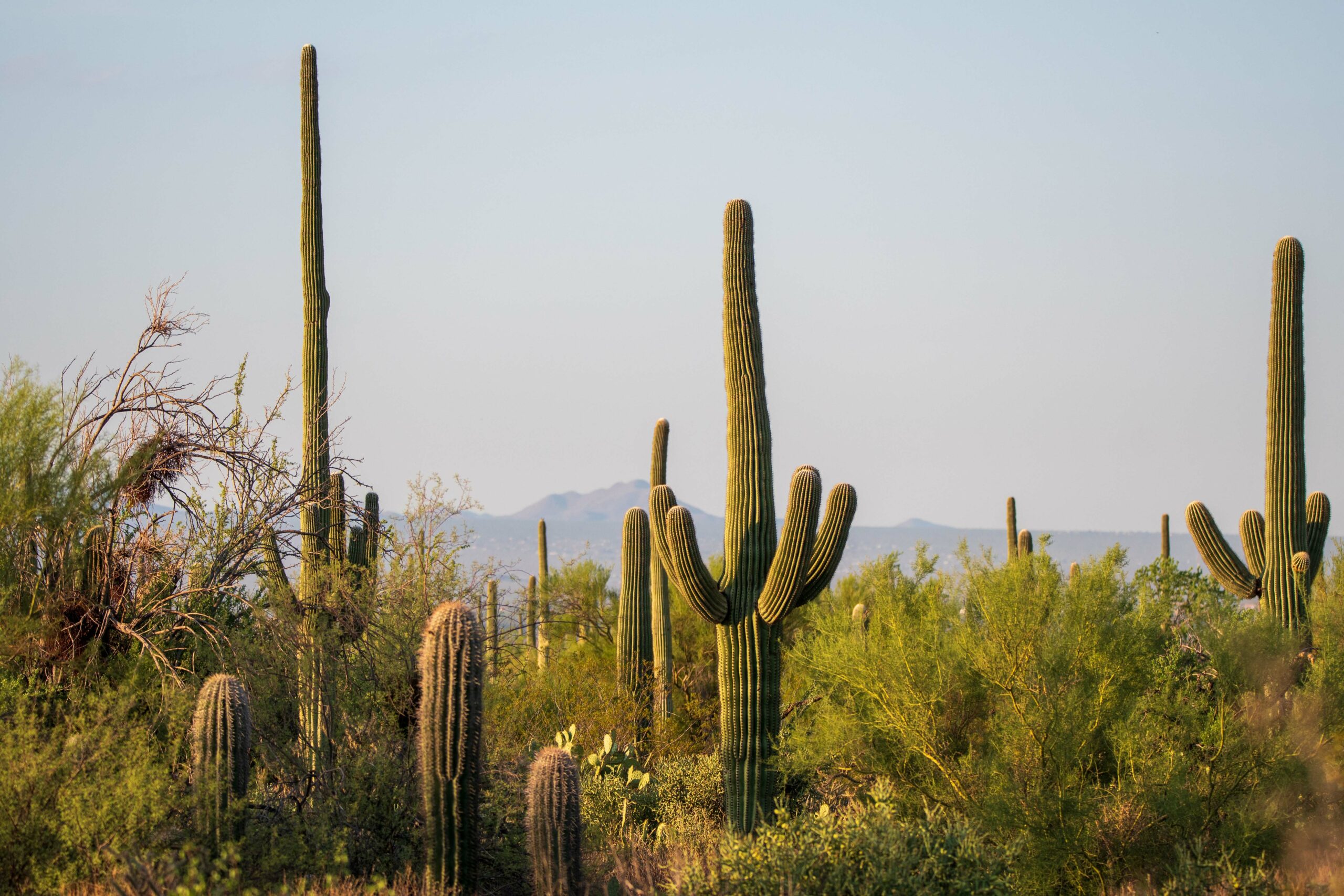 Les meilleures choses à faire à Tucson, Arizona